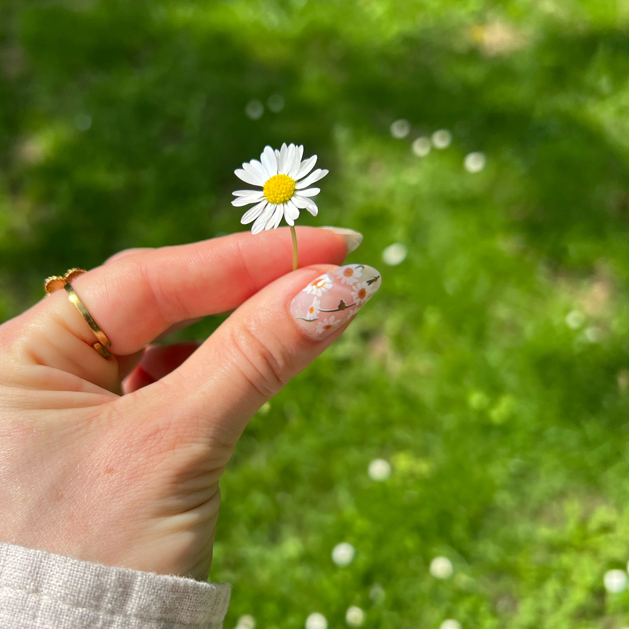 White Wildflower